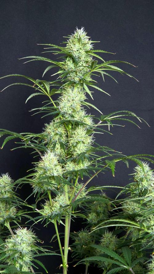 Sticky Brokoli 06. Week 10