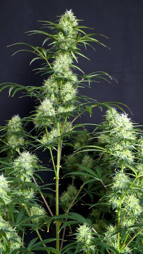 Sticky Brokoli 06. Week 10