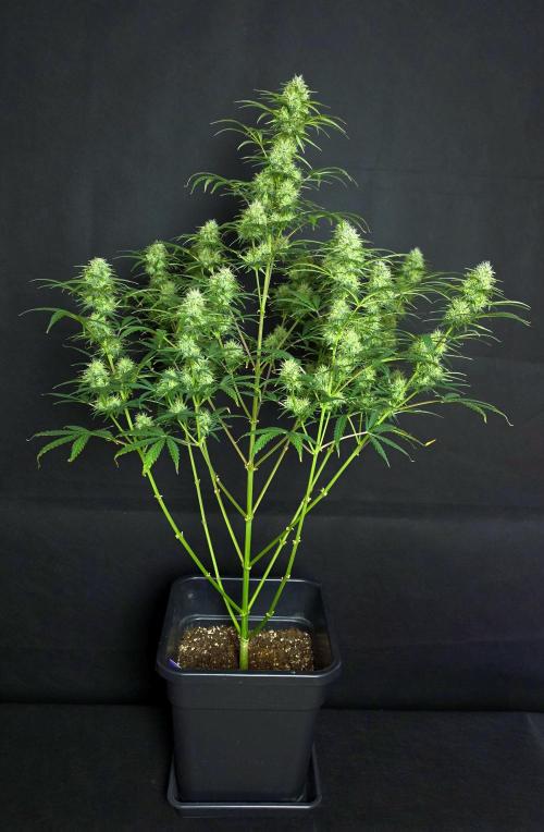 Sticky Brokoli 06. Week 10