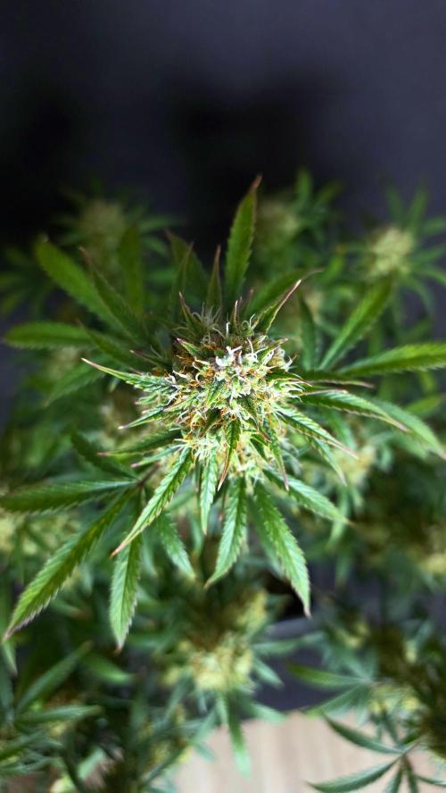 Sticky Brokoli 06. Week 11