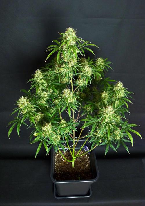 Sticky Brokoli 06. Week 11
