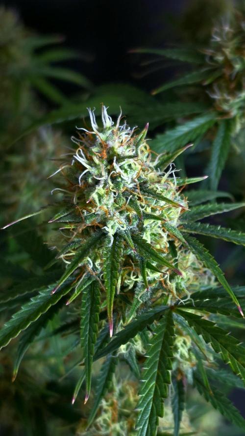 Sticky Brokoli 06. Week 11