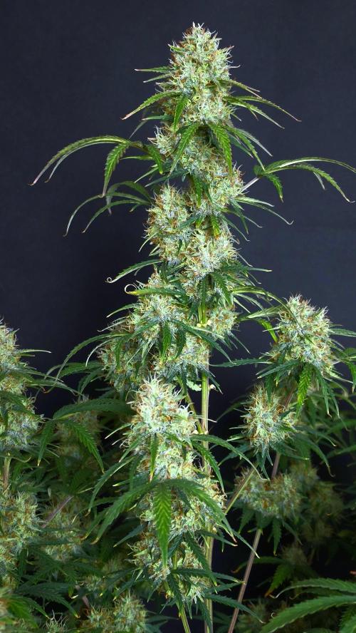 Sticky Brokoli 06. Week 11