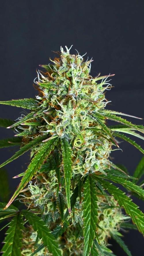 Sticky Brokoli 06. Week 11
