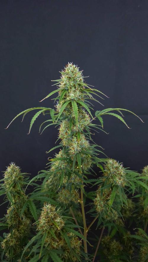 Sticky Brokoli 06. Week 11