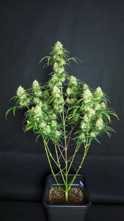 Sticky Brokoli 06. Week 11