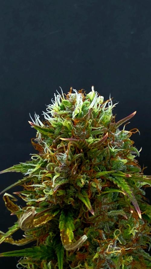 Sticky Brokoli 06. Week 12