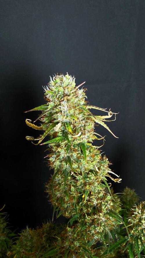 Sticky Brokoli 06. Week 12