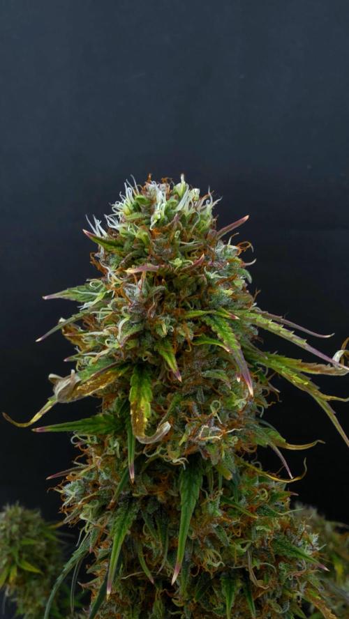 Sticky Brokoli 06. Week 12