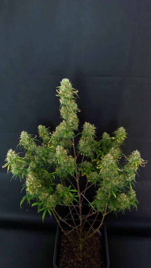 Sticky Brokoli 06. Week 12