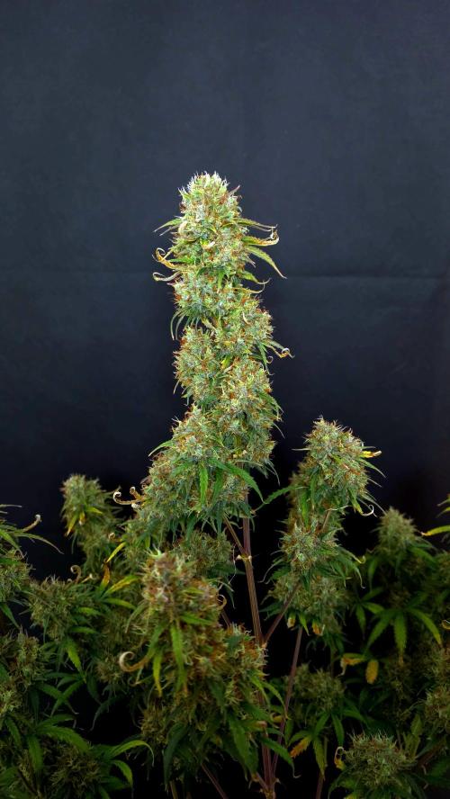 Sticky Brokoli 06. Week 12