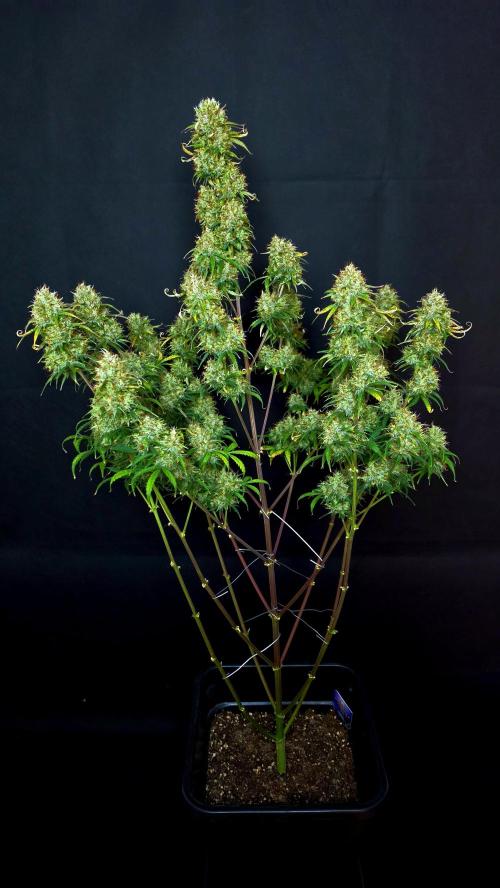 Sticky Brokoli 06. Week 12