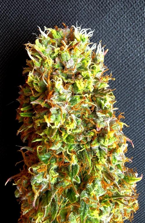 Sticky Brokoli 06. Week 13