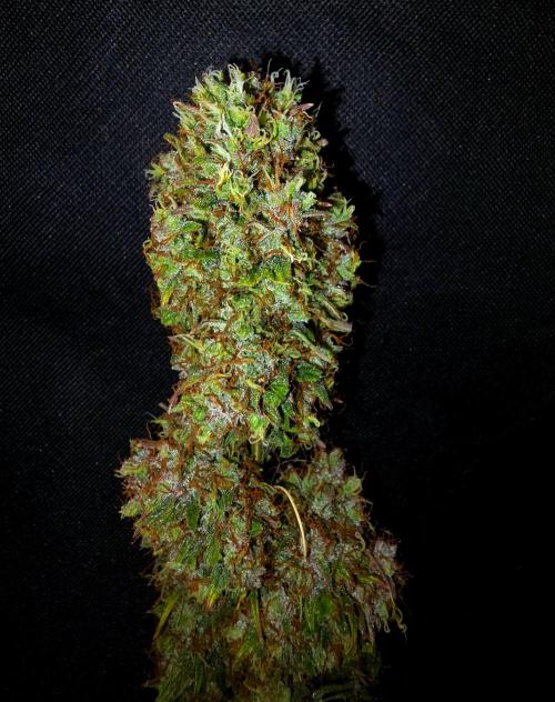 Sticky Brokoli 06. Week 13