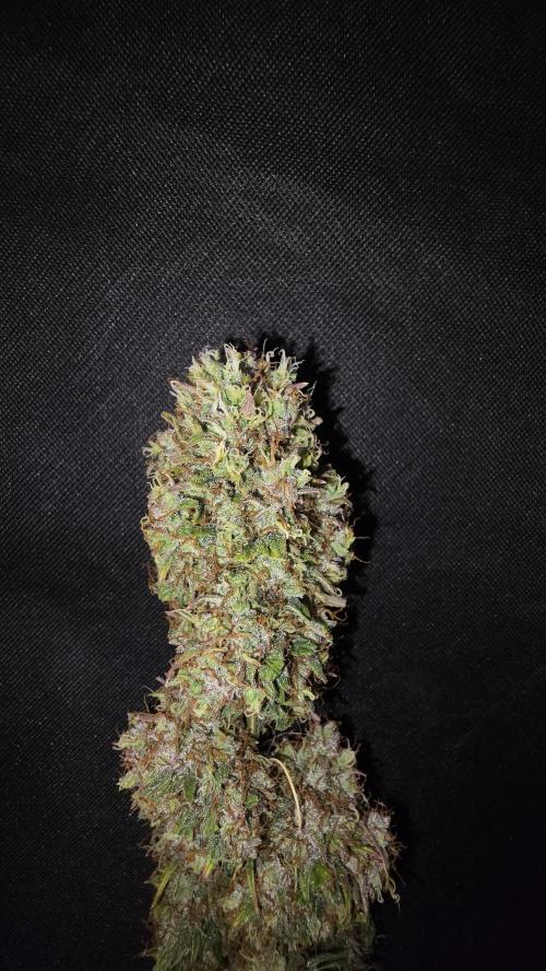 Sticky Brokoli 06. Week 13