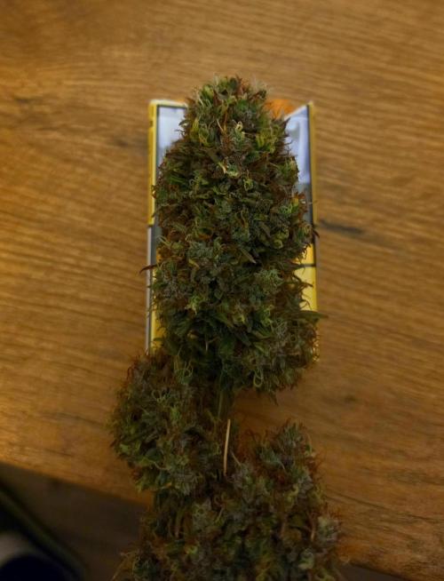 Sticky Brokoli 06. Week 13