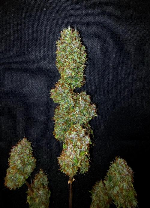 Sticky Brokoli 06. Week 13