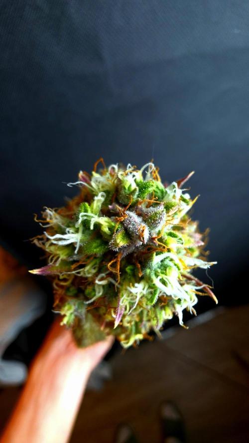 Sticky Brokoli 06. Week 13