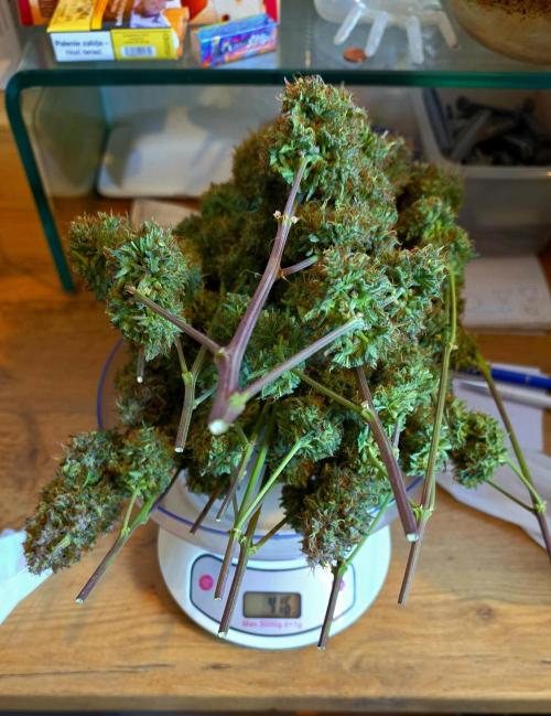 Sticky Brokoli 06. Week 13