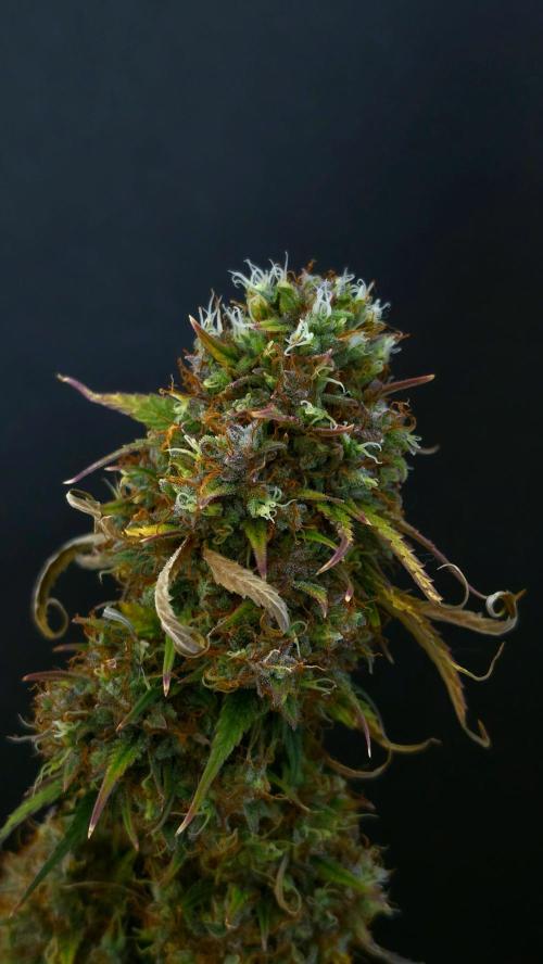 Sticky Brokoli 06. Week 13