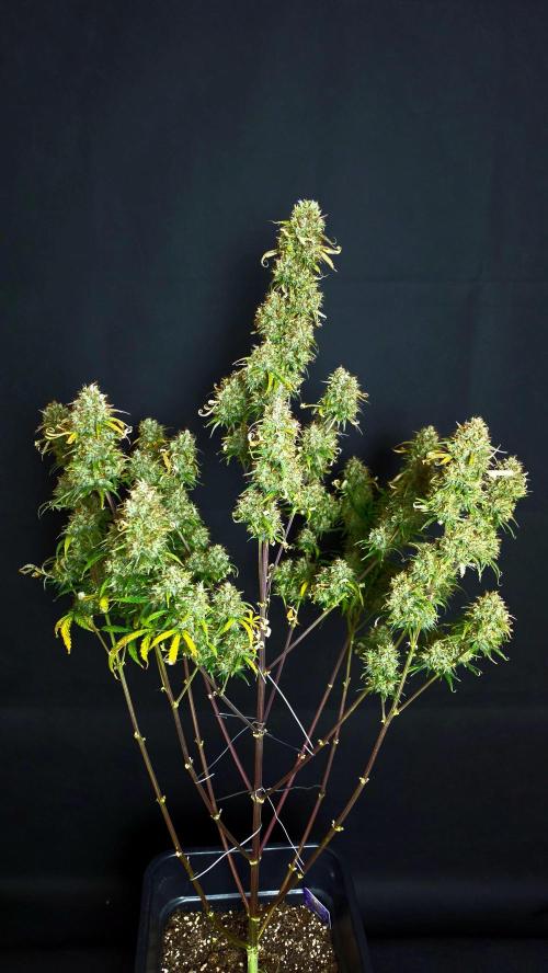 Sticky Brokoli 06. Week 13