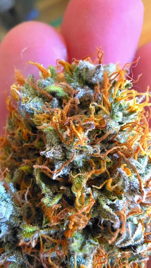 Sticky Brokoli 06. Week 13