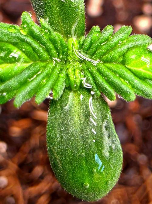 Diablo delight xxl auto. Week 1