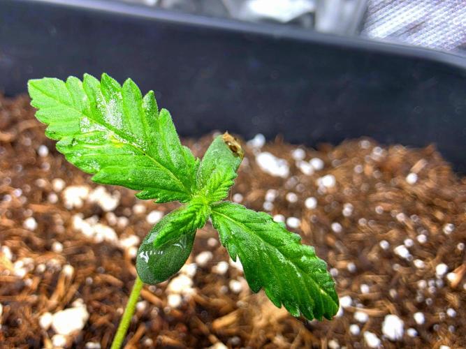 Purple lemonade auto. Week 2