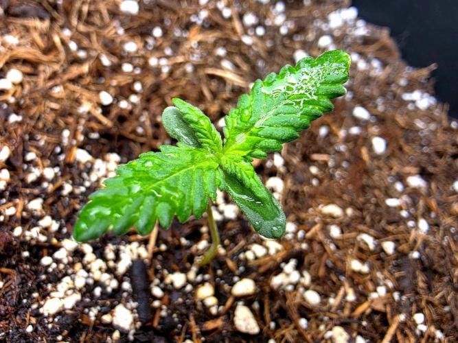 Purple lemonade auto. Week 2