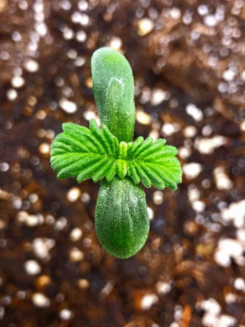 Diablo delight xxl auto. Week 1