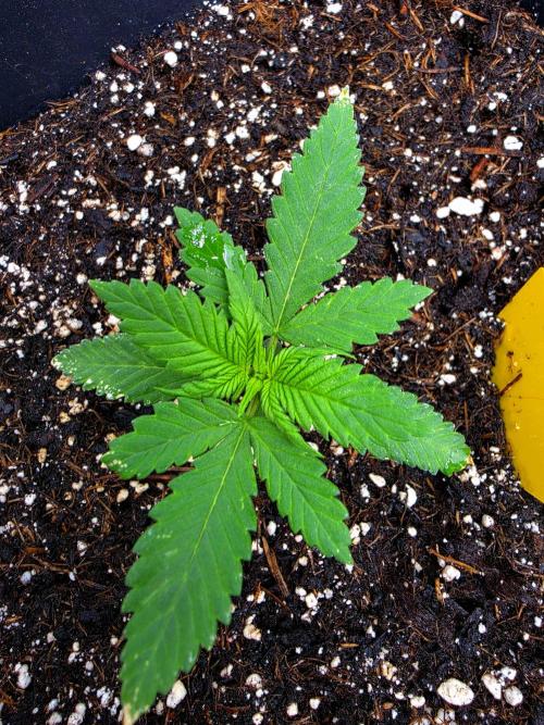 Purple lemonade auto. Week 3