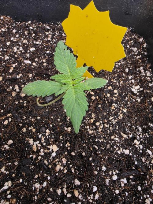 Diablos Delight's XL Auto. Week 2