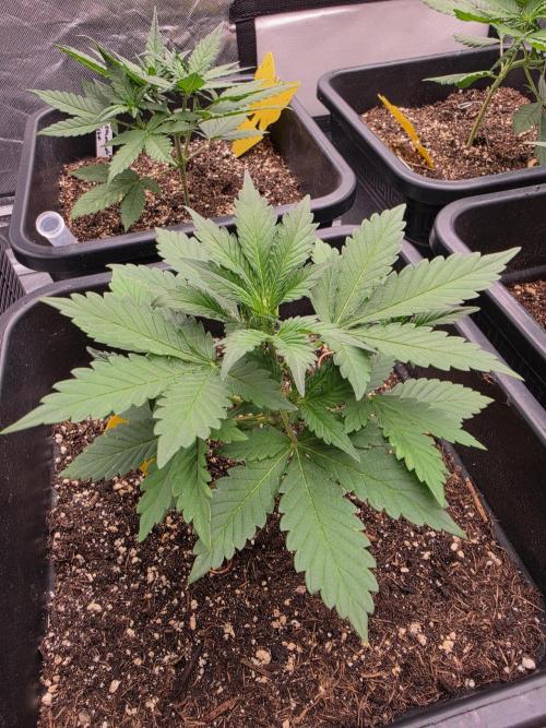 Diablo delight xxl auto. Week 4