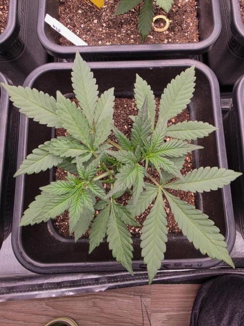 Diablo delight xxl auto. Week 4