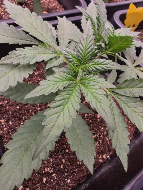 Diablo delight xxl auto. Week 4