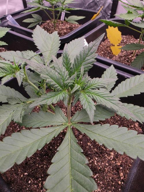 Diablo delight xxl auto. Week 4