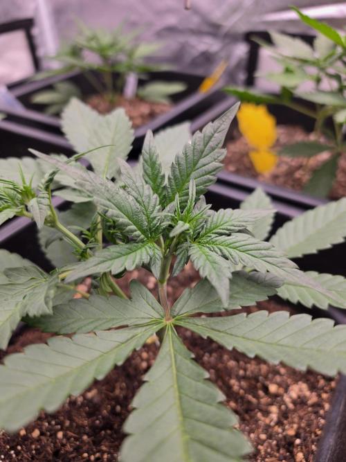 Diablo delight xxl auto. Week 4