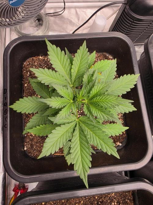 Diablo delight xxl auto. Week 4