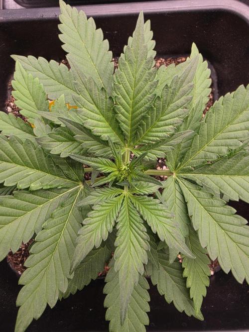 Diablo delight xxl auto. Week 4