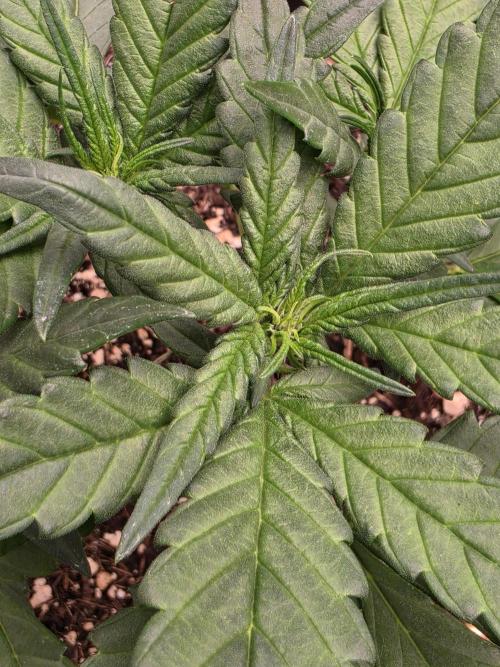 Purple lemonade auto. Week 5
