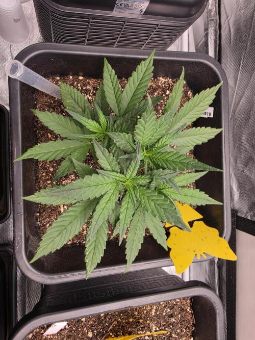 Purple lemonade auto. Week 5