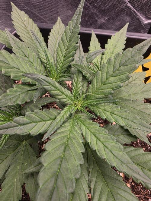 Purple lemonade auto. Week 5