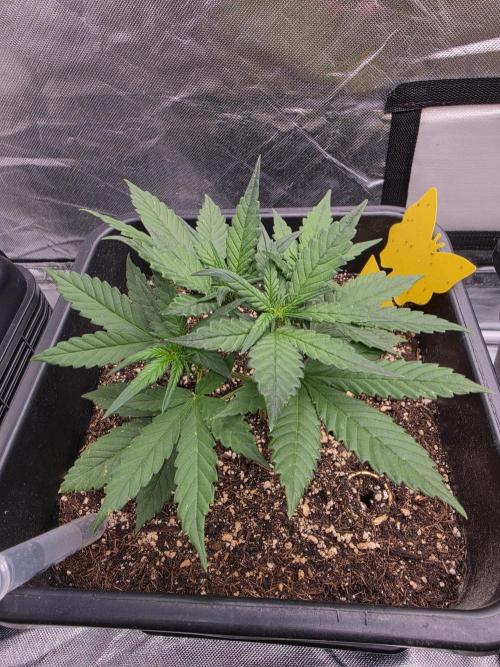 Purple lemonade auto. Week 5