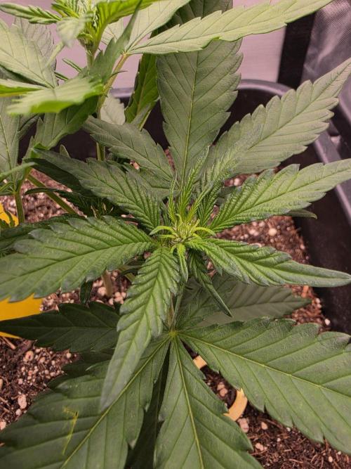 Purple lemonade auto. Week 5