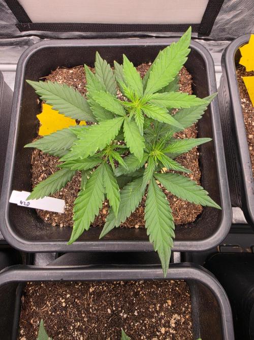 Purple lemonade auto. Week 5