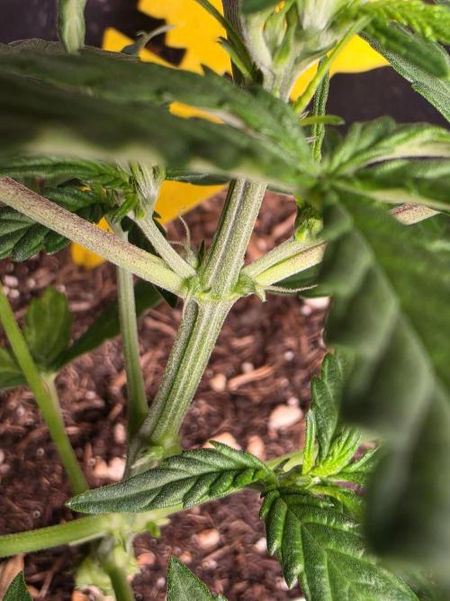 Glue Gelato auto. Week 5