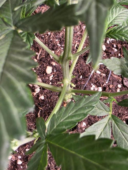 Glue Gelato auto. Week 5