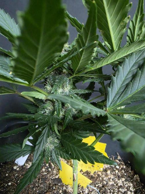 Purple lemonade auto. Week 6