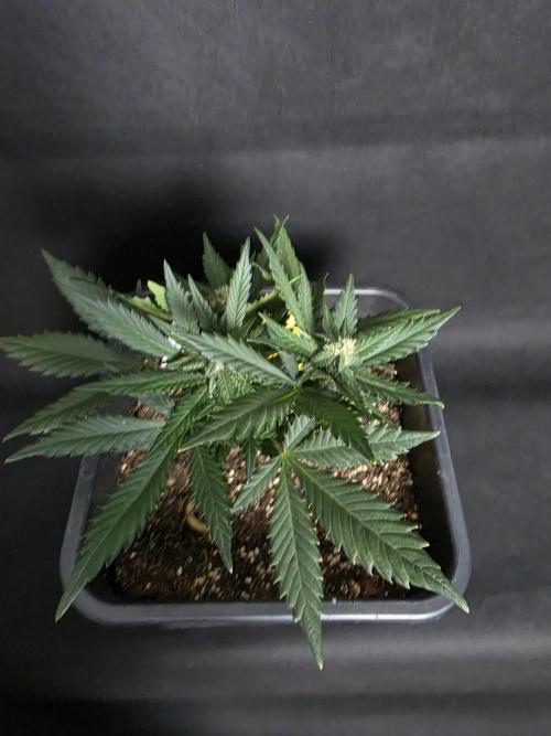 Purple lemonade auto. Week 6