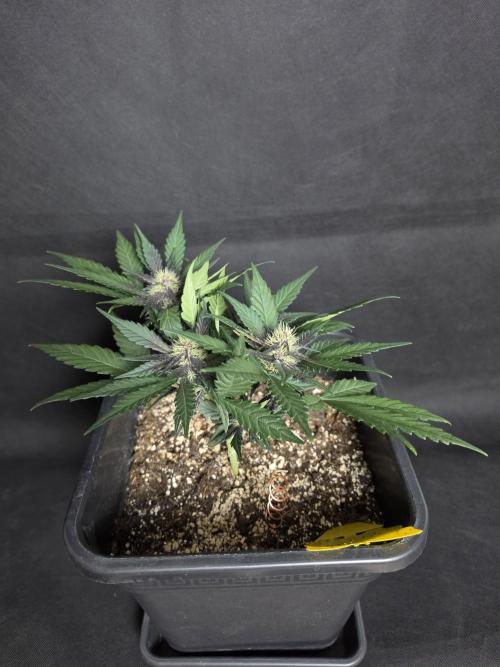 Purple lemonade auto. Week 6